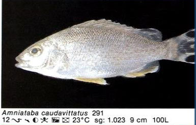 Amniataba caudavittatus